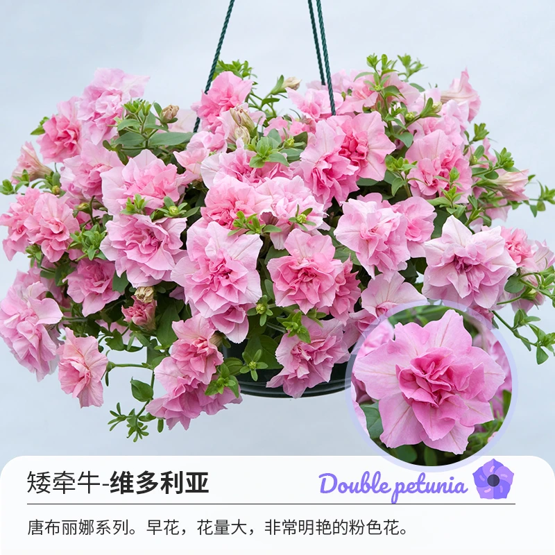 重瓣垂钓矮牵牛冰淡紫伊丽莎白黛西罗莎唐布丽娜四季开花