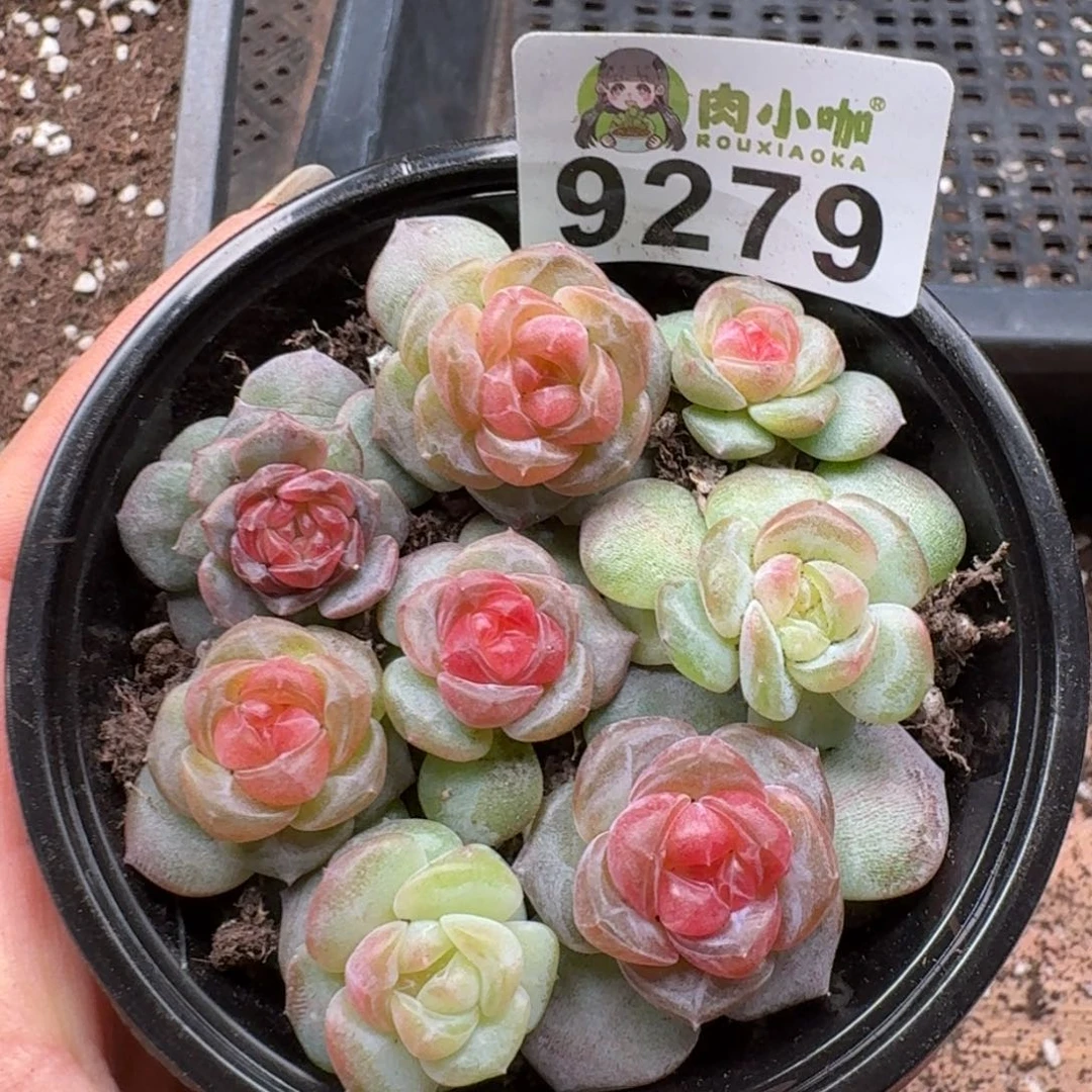 多肉植物多肉植物