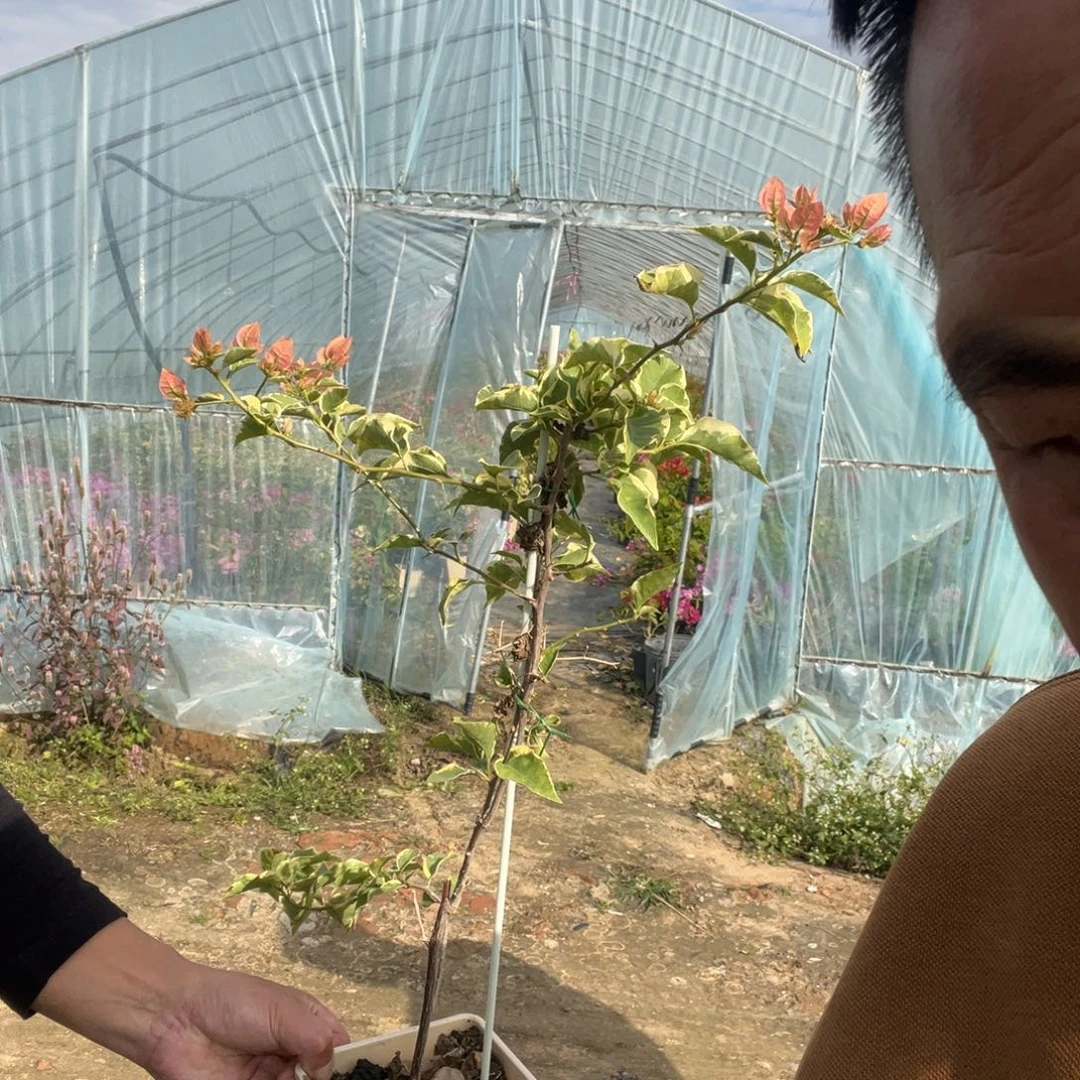 金边马斯三角梅16.8