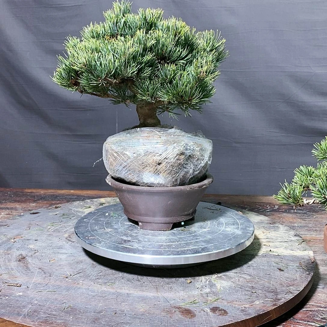 【闪购商品】无花朵