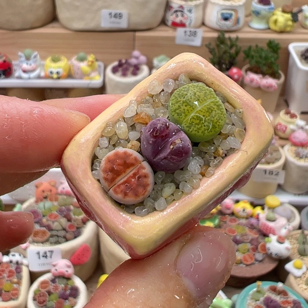 多肉植物190号拇指盆