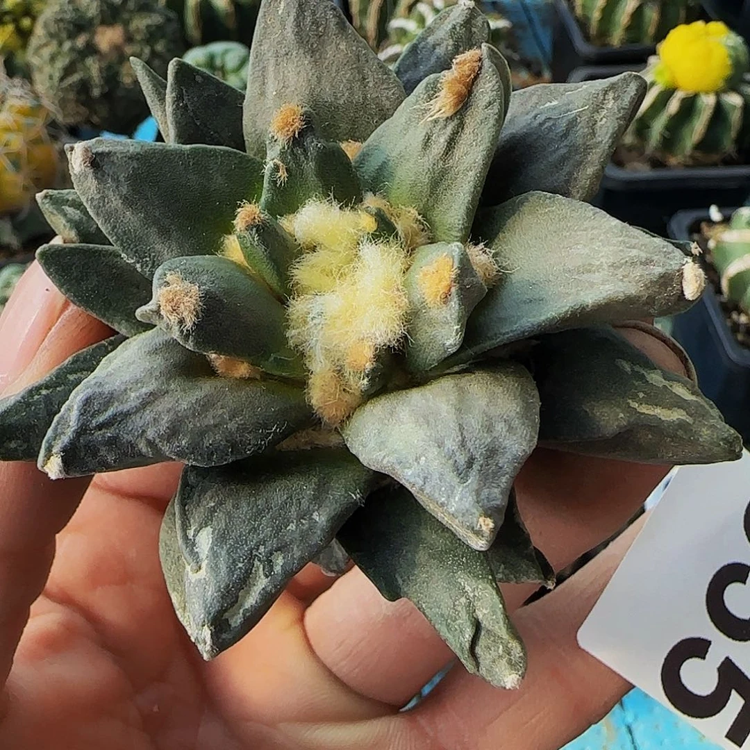 青瓷055刚出根的