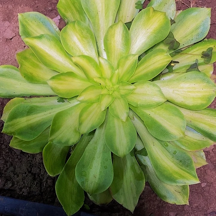 多肉植物保护研究所