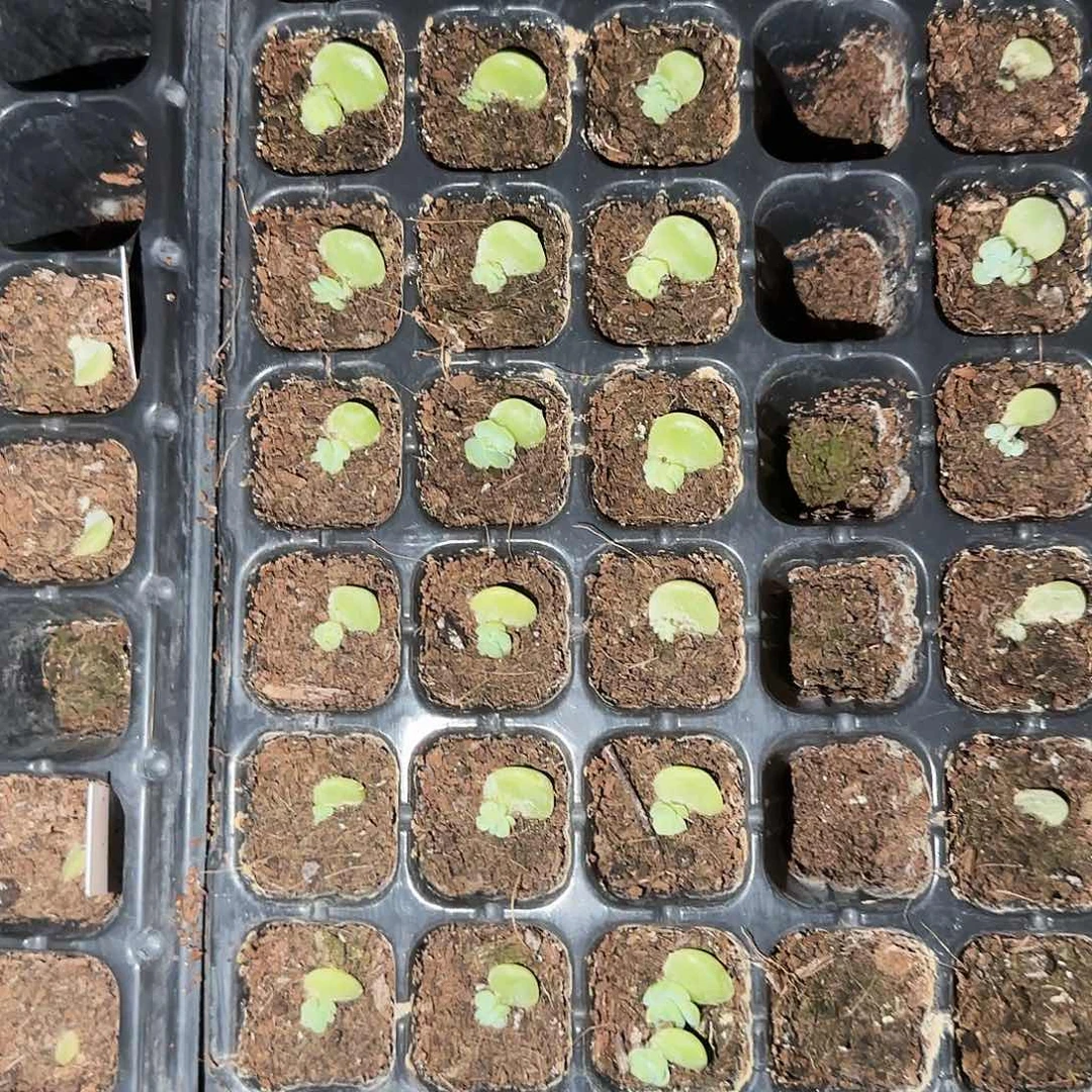 风花小家碧玉芝麻穴一个满25包邮