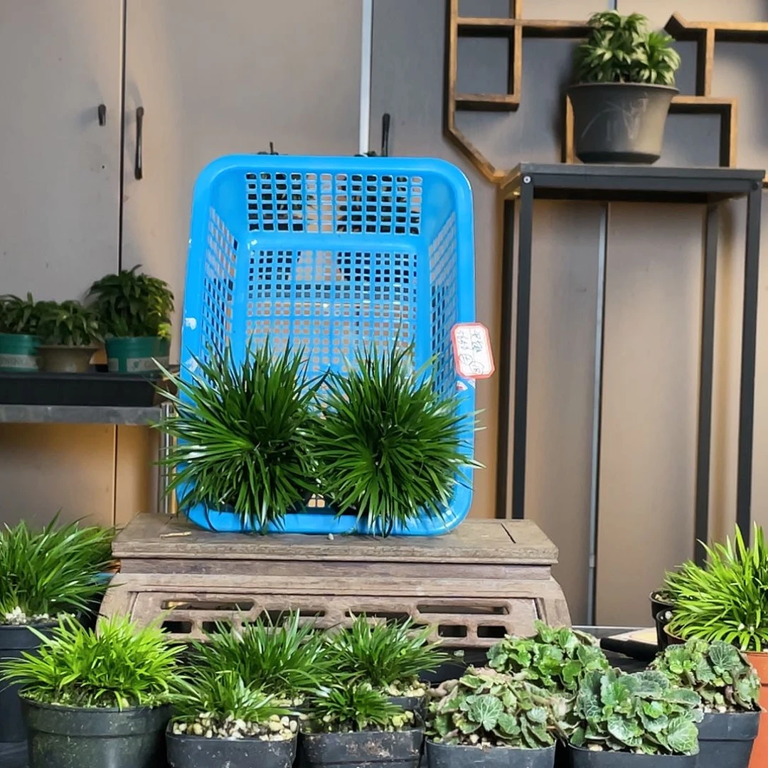 【闪购商品】不开花植物