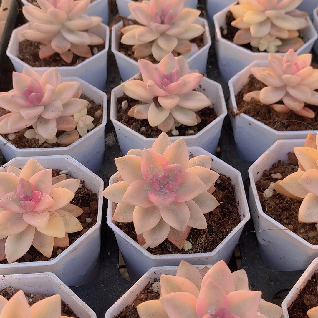 淡雪锦两颗35677899990