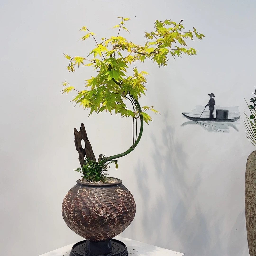 高端绿植一物一拍