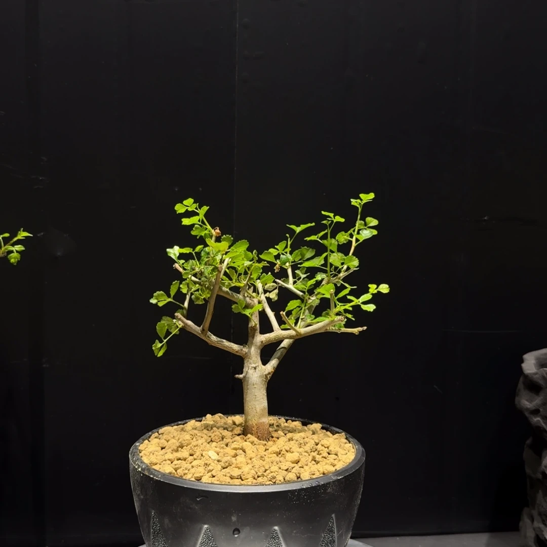 水***好好望角十二骑士哈