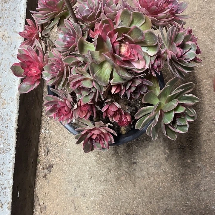 水***山多肉植物黑膜锦……