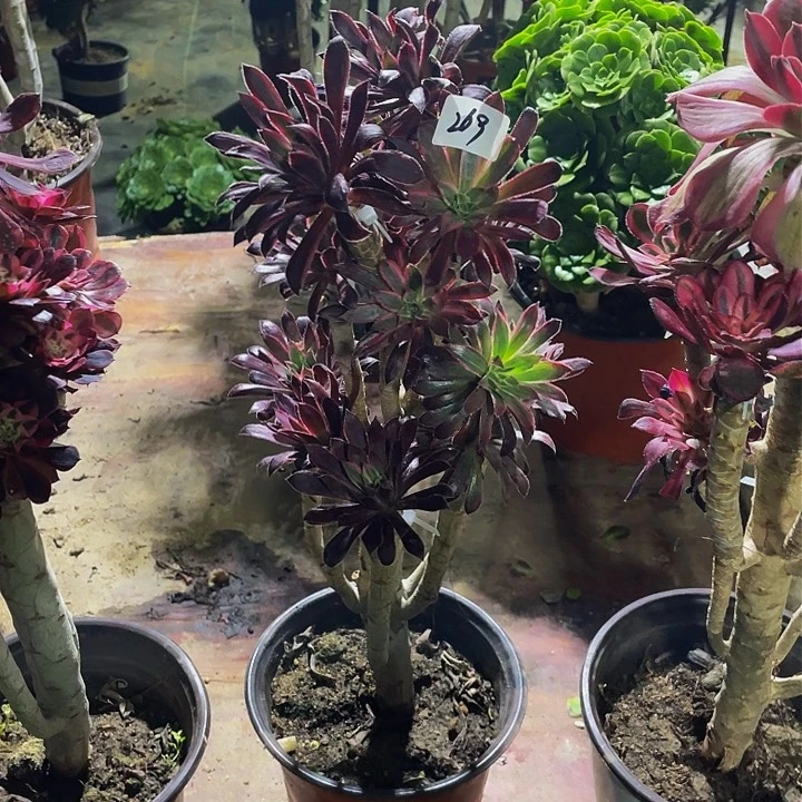 东**珠架接法师一个269号