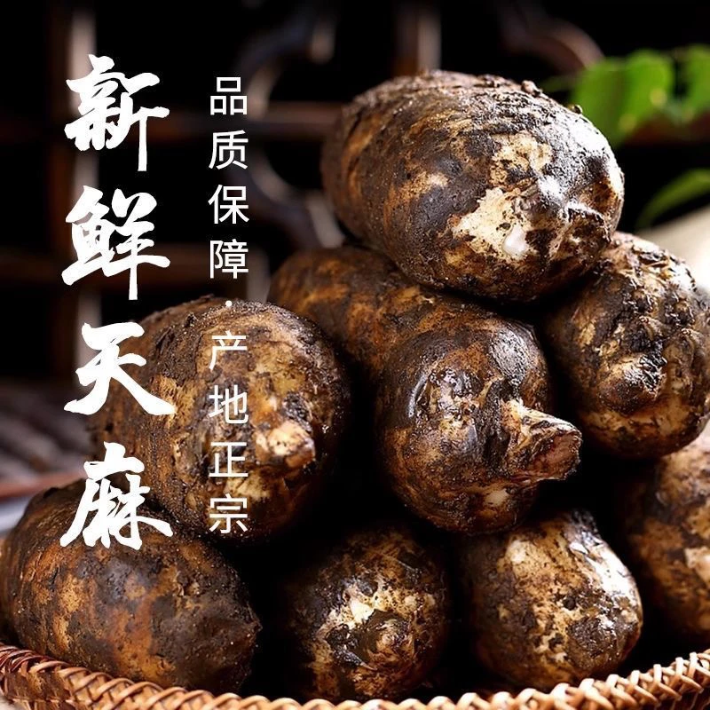 云南昭通彝良小草坝新鲜天麻炖鸡炖排骨煲汤泡酒仿野深山三年种植