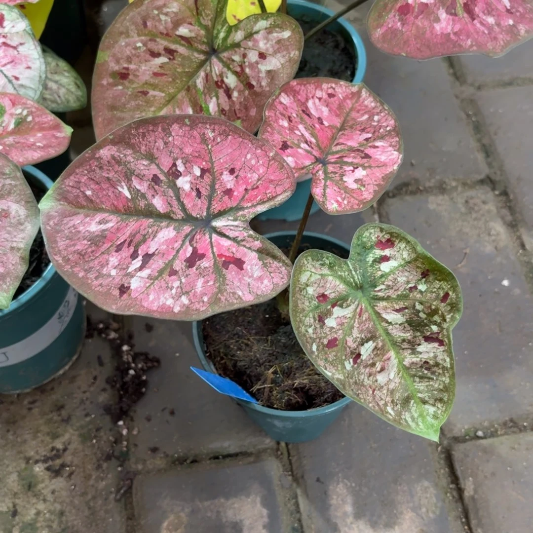 花木兰泰国彩叶芋38-0916