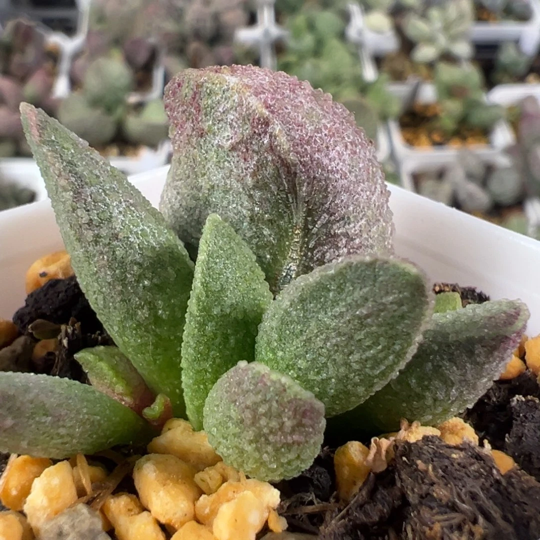 w冰晶颗粒款实生新品