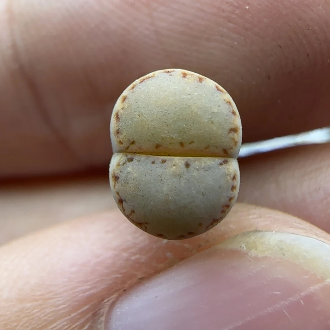 557二蜕球面217饼干小个子清框福利30包邮