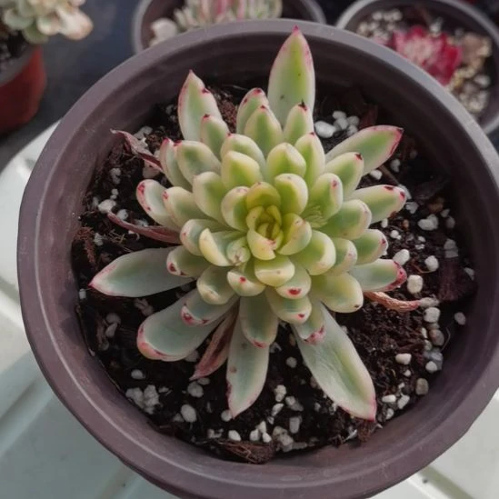 新骑兵白覆轮锦单头带根