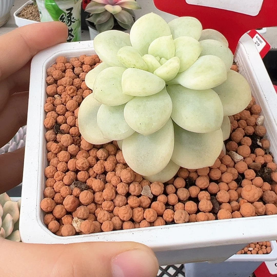 17号白马香水锦多肉植物