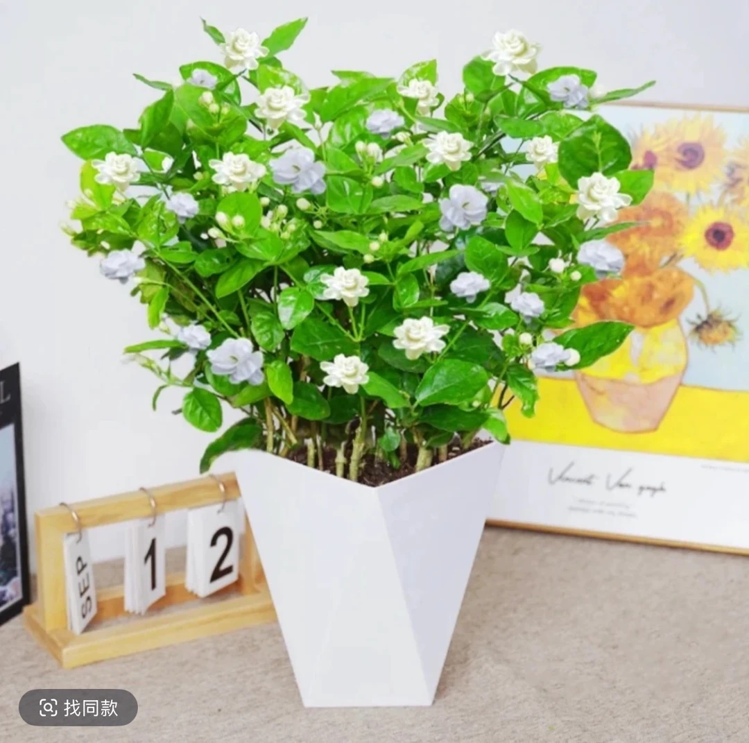 【带花苞】重瓣茉莉花盆栽四季开花室内好养活驱蚊花卉