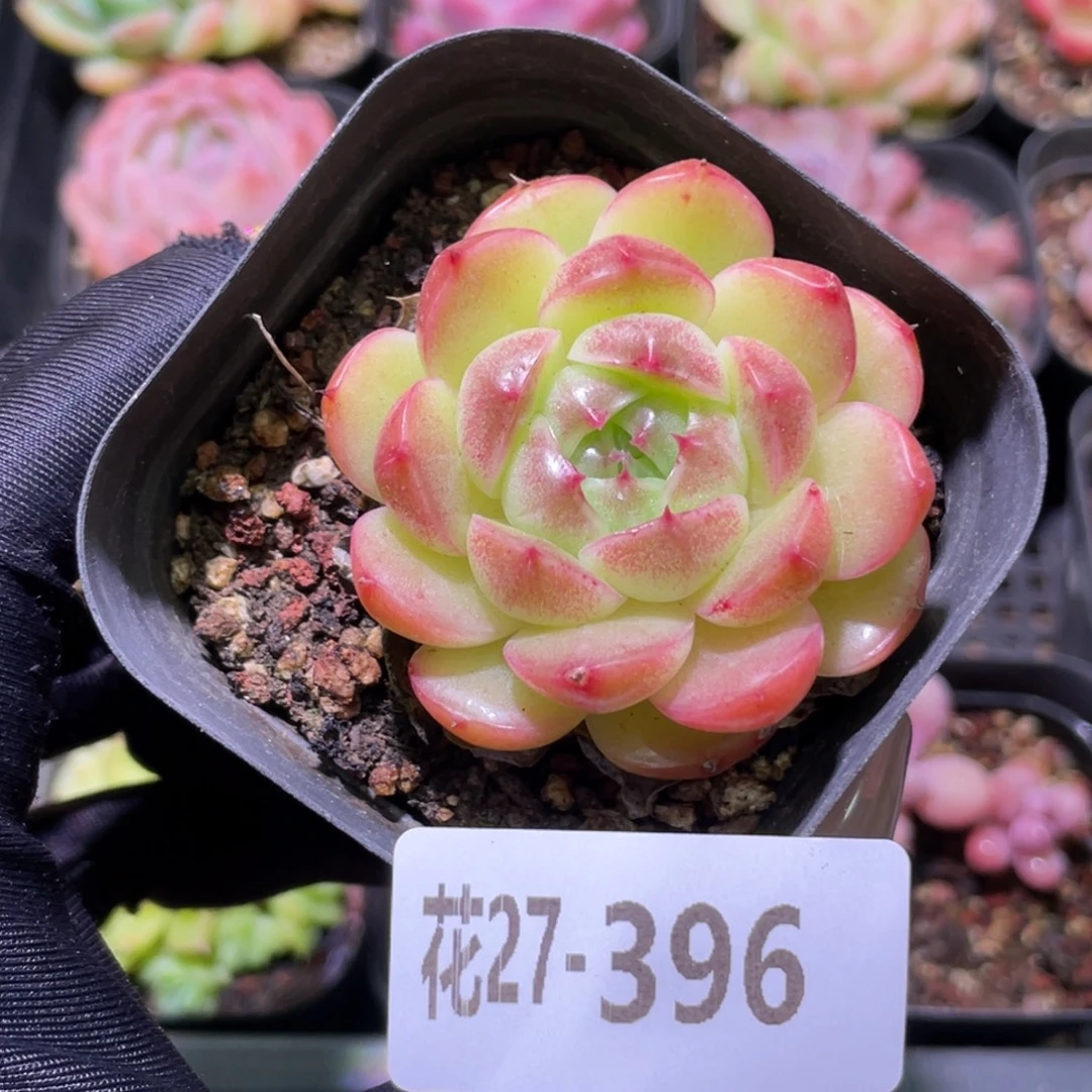 花利美27-396麦秆