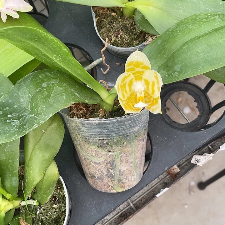 鱼***飘完全开放处理极圆雅风情歌2.5寸带花不售后