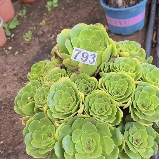 化***蝶多肉植物一个绿玫瑰