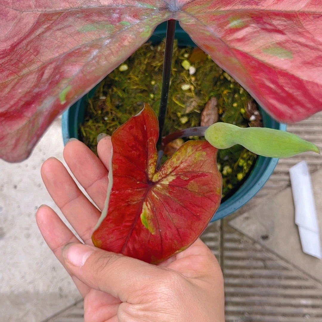 完全开放泰彩一物一拍9192