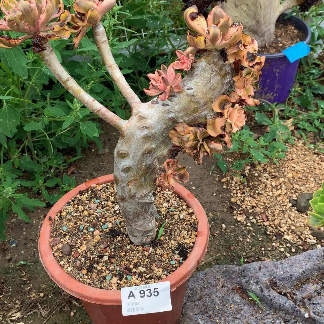 935燕姿锦一颗瑕疵