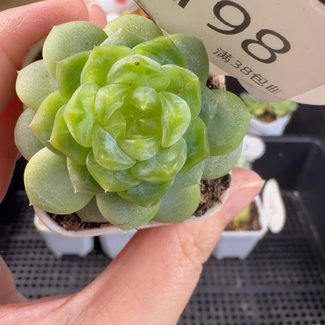 泼天富贵单头福利198号一颗