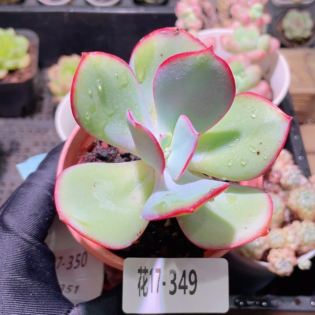 花利美17-349白眉