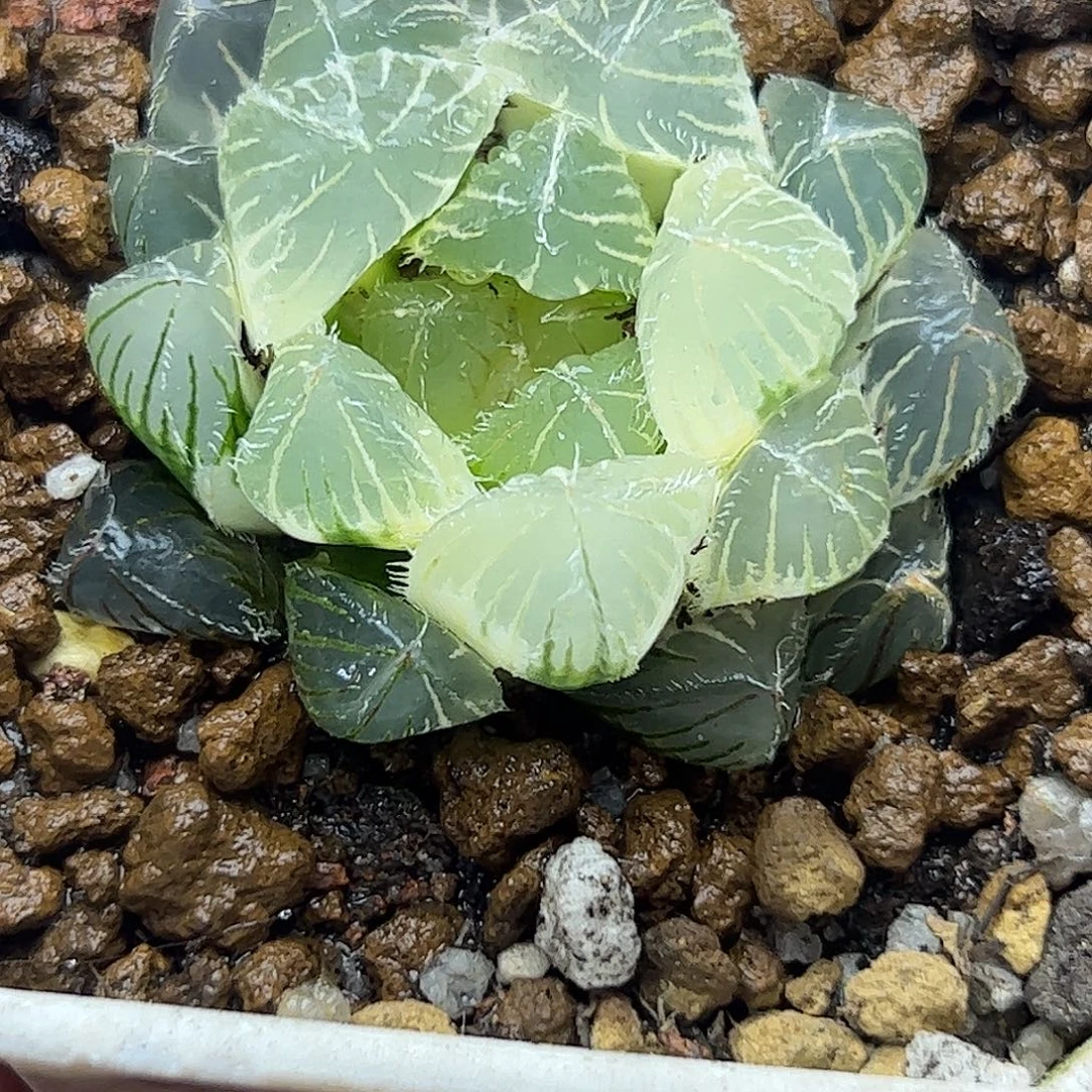 糊斑赤线锦十二卷多肉植物