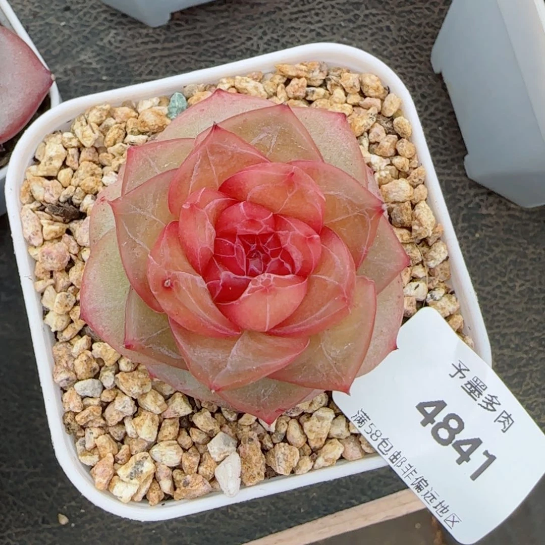 灵泽珍妮，4841多肉植物