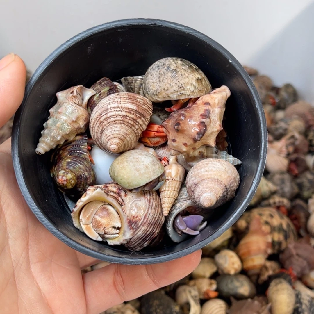 那个女老师也要过来呢哇不