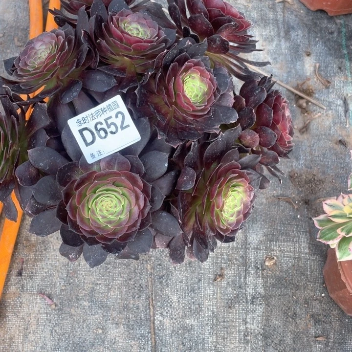 奶**诺炽焰莲652多肉111111