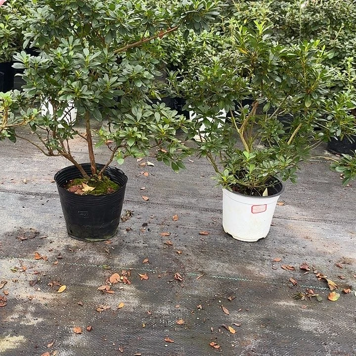 无花朵皋月杜鹃月星