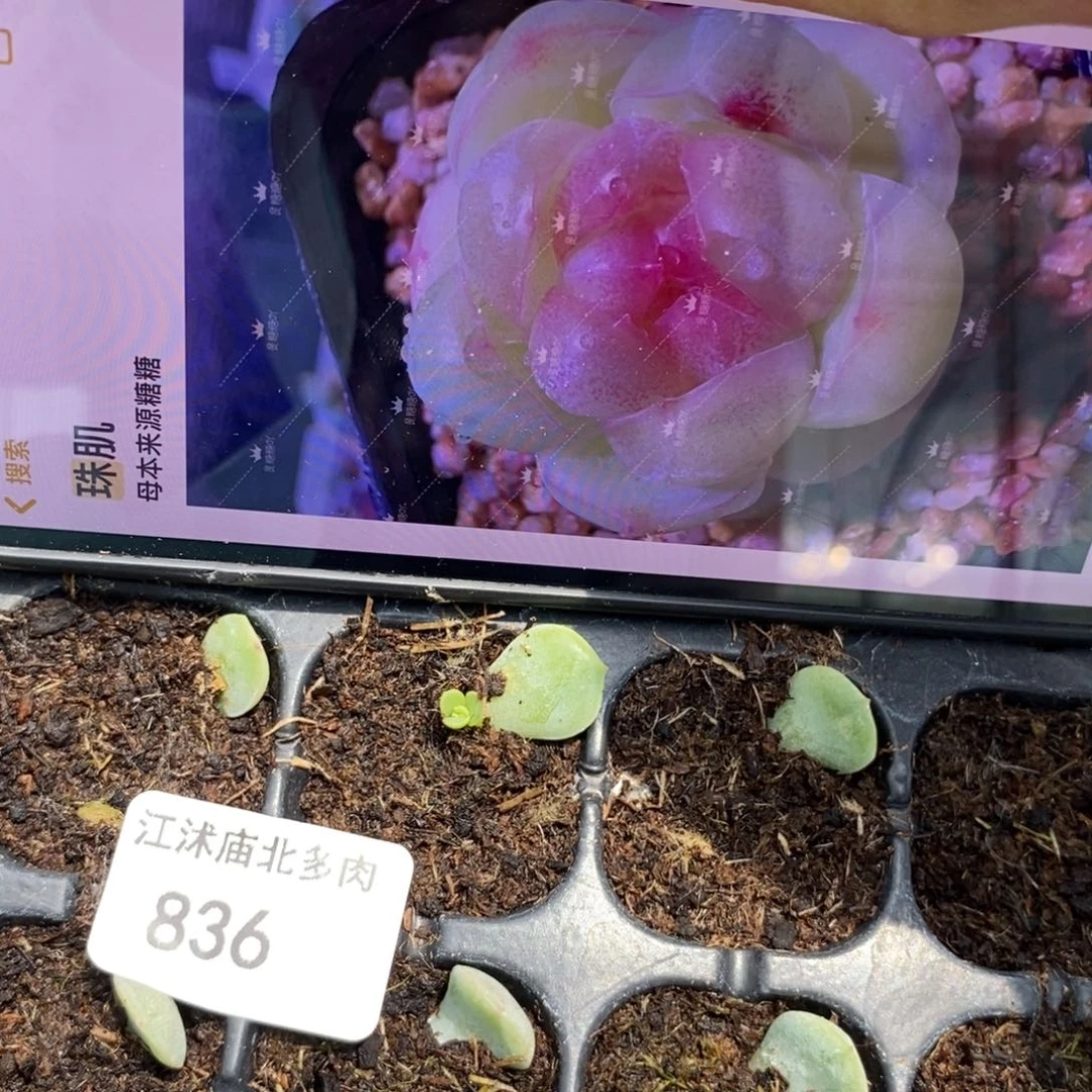 穴盘珠玑芽苗一个多肉