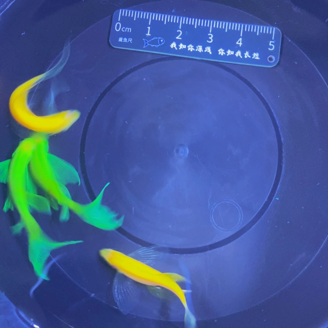 斑马鱼蝶翼斑马3.5-4厘米4条