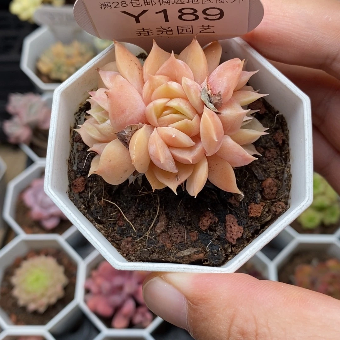 0189 昂斯诺群 5cm