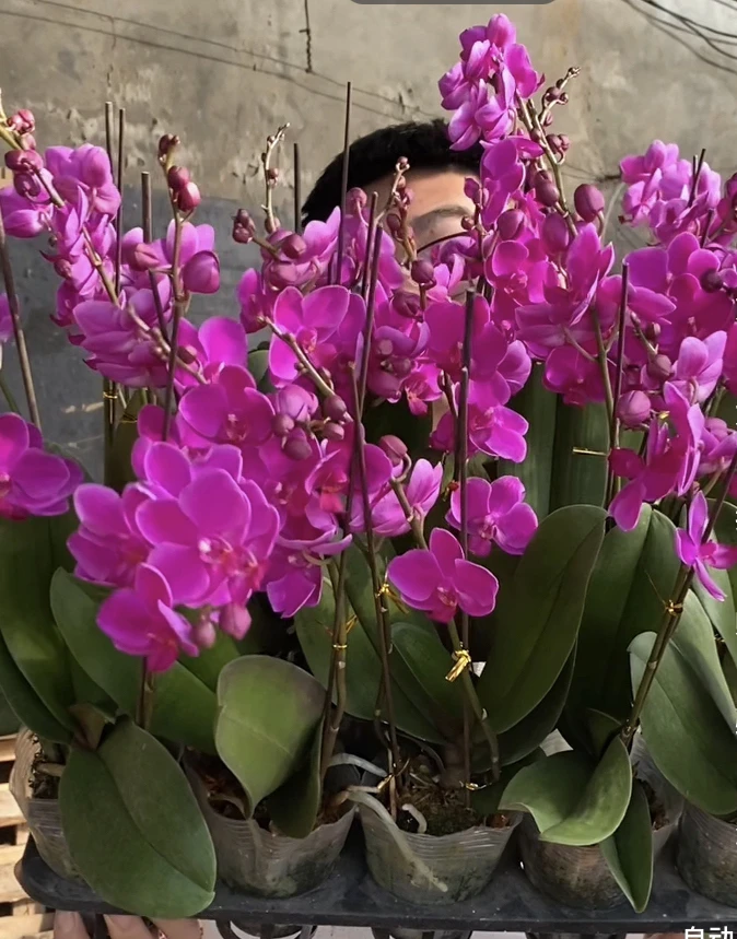 满堂红蝴蝶兰，下单拍保温