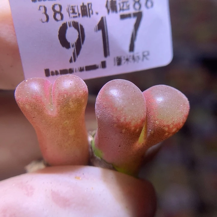 Sss精品生石花917