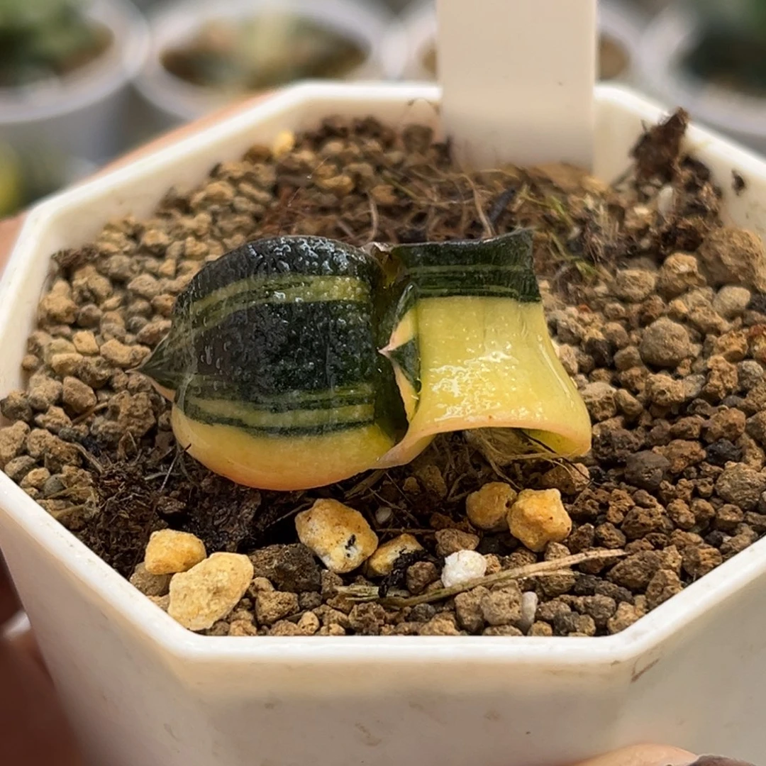 14卧牛锦福利专场