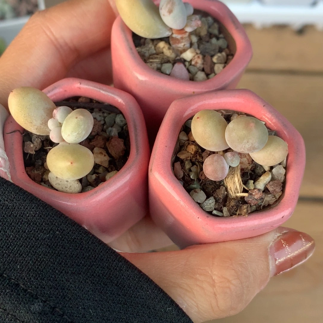 蛋黄奶嚯哈哈哈哈哈