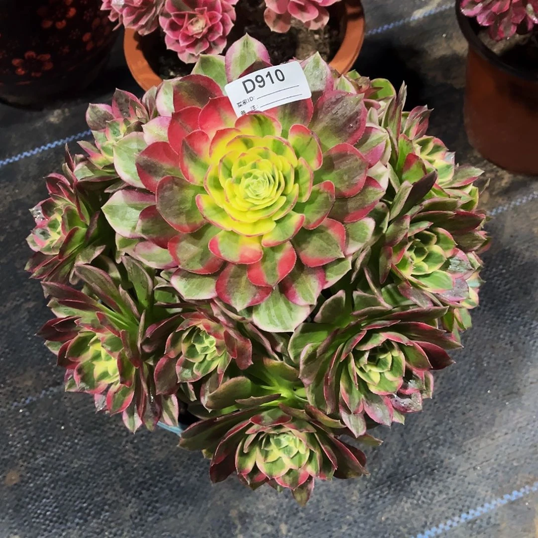 完全开放多肉植物910海鲜法师