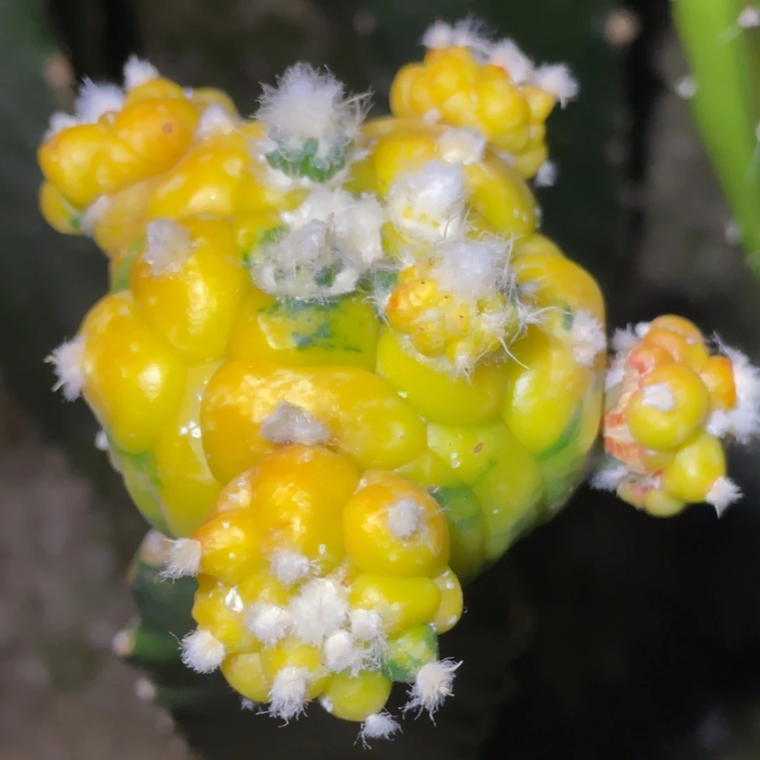 无花朵种源 乳突大犹龟甲兜