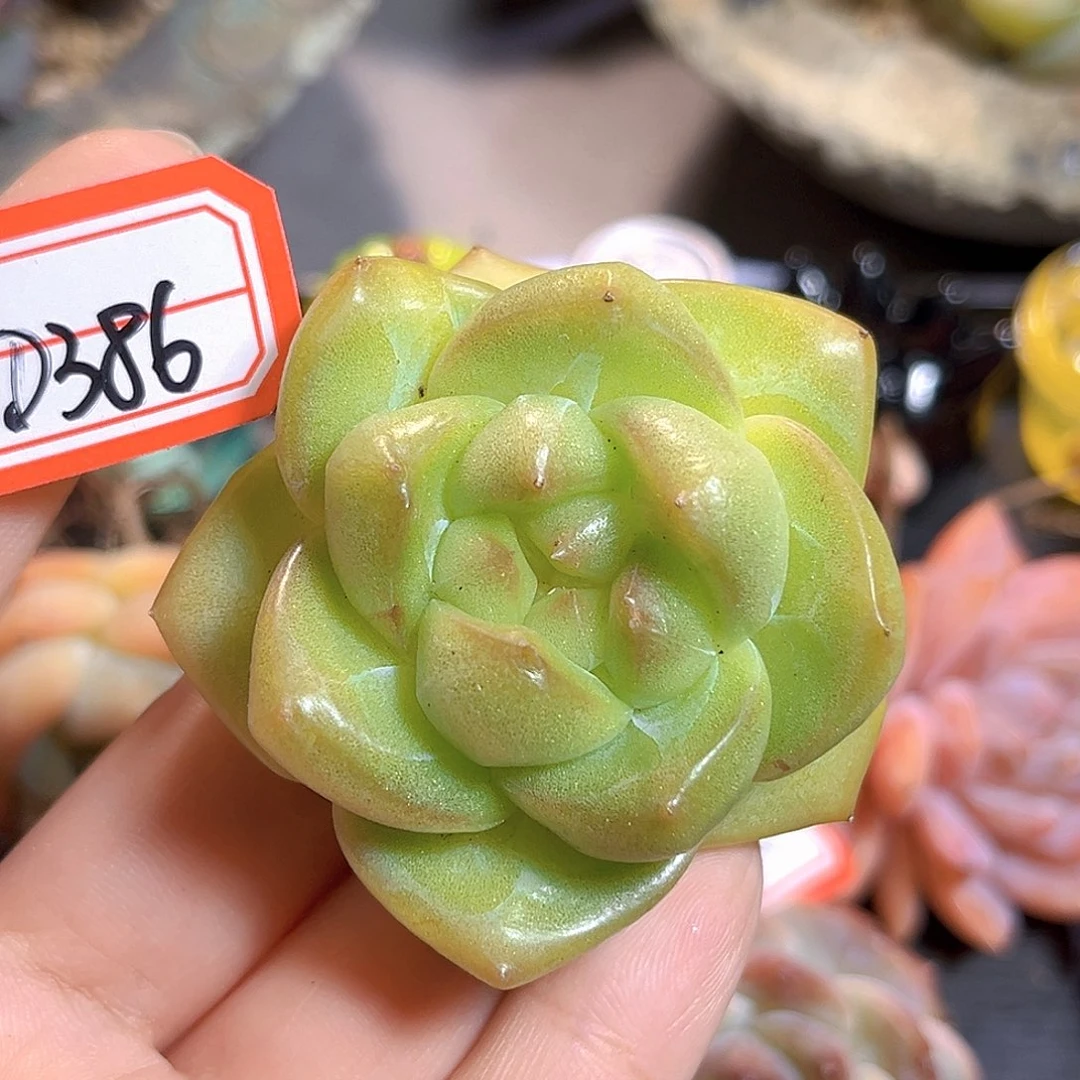 D386 一物一拍 史提芬