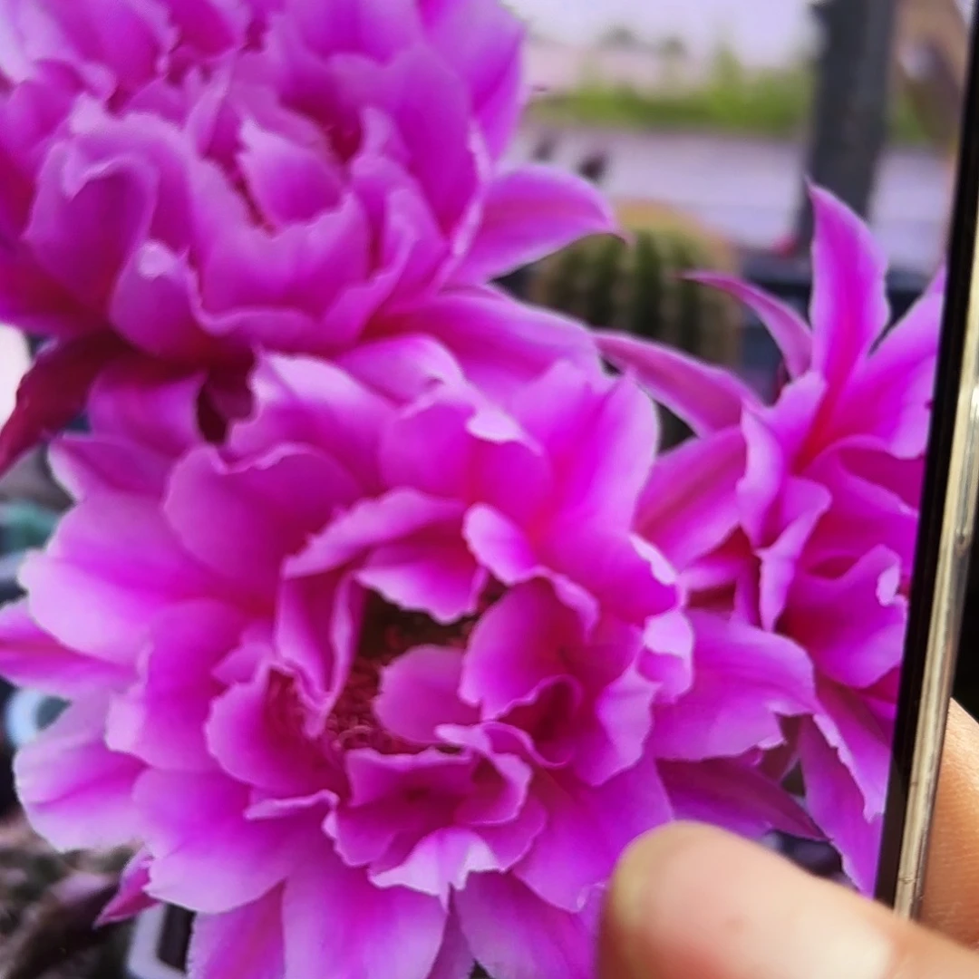 彩烟花无根侧牙球25