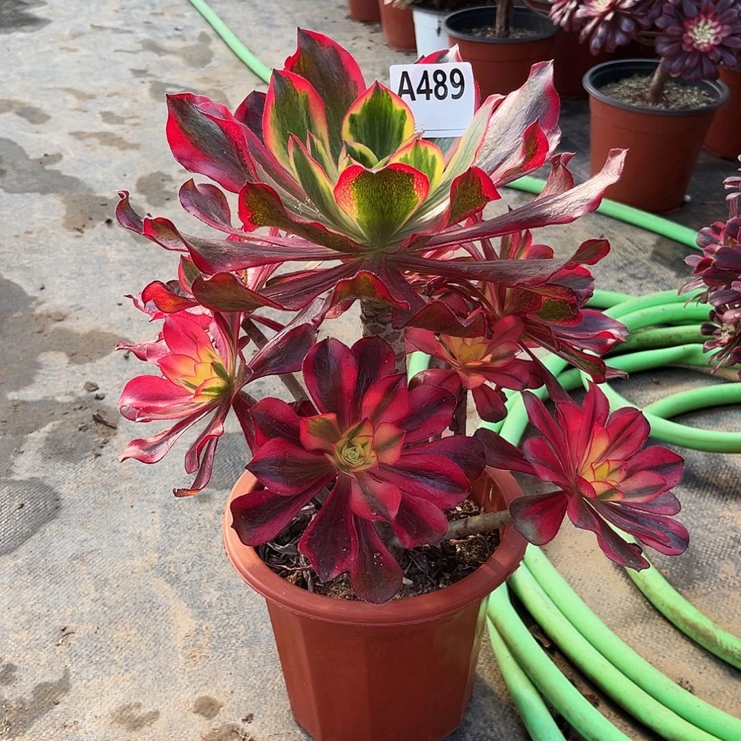 琳***萌多肉植物魅影489多肉