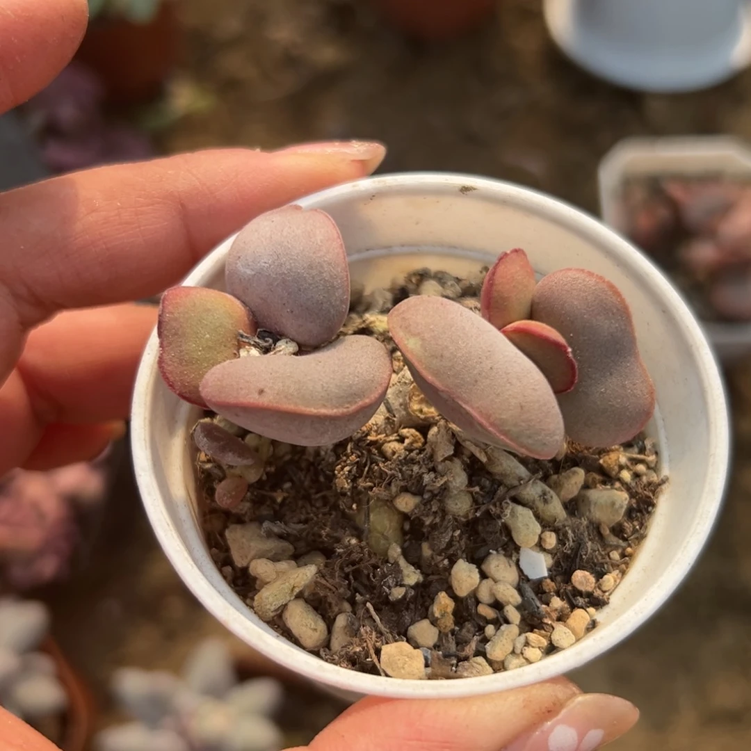 多肉植物多肉植物