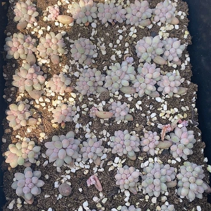 88 多肉植物盆栽花卉植物