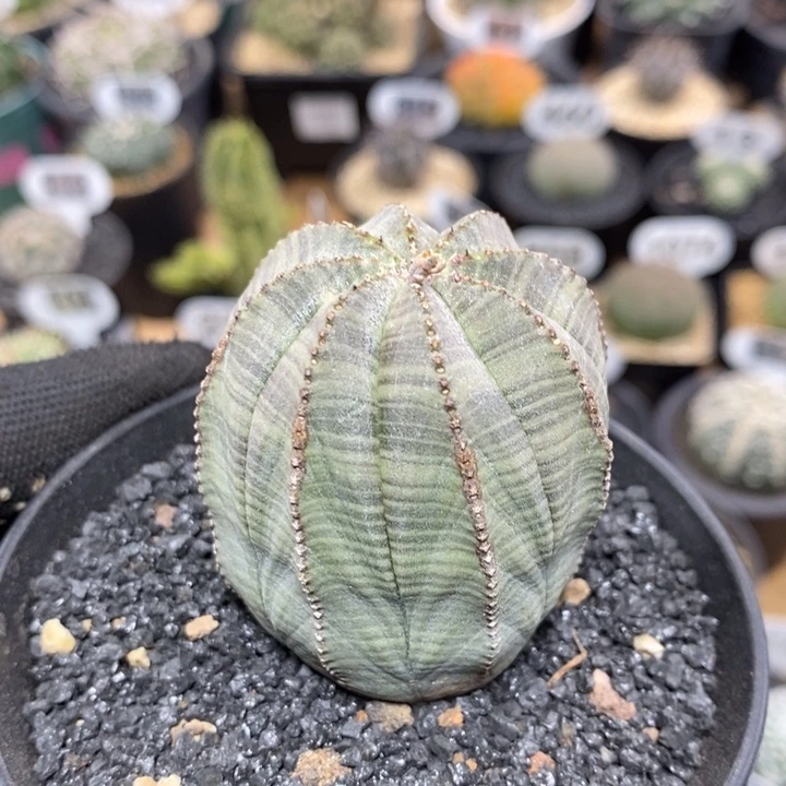 欧系布纹球79号4.7cm