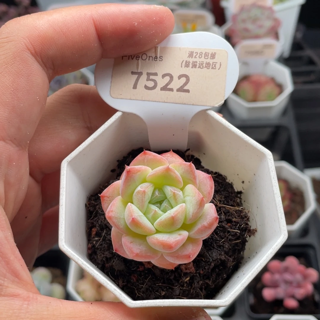 美梦7522-3.5厘米