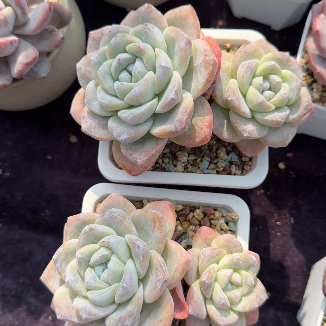 一组两颗，老桩冰玉飘枝。